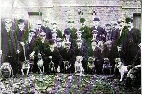 Hartpool dogshow 1900
