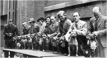 Dog show, 1937