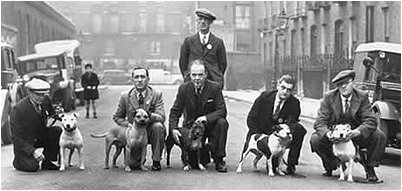 Klasyczne zdjecie z Crufts'a 1939. Od lewej: F. Roberts i Coronation Scott, H. Melling i Tough Guy, H.N. Beilby i Midnight Gift, J. Dunn i Lady Eve oraz J. Mallen i Gentleman Jim. Sędzia: H. Pegg.