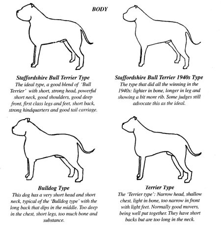 Different types store of staffy dogs