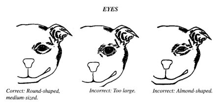 what age do staffordshire bull terriers head split