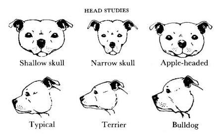 what age do staffordshire bull terriers head split